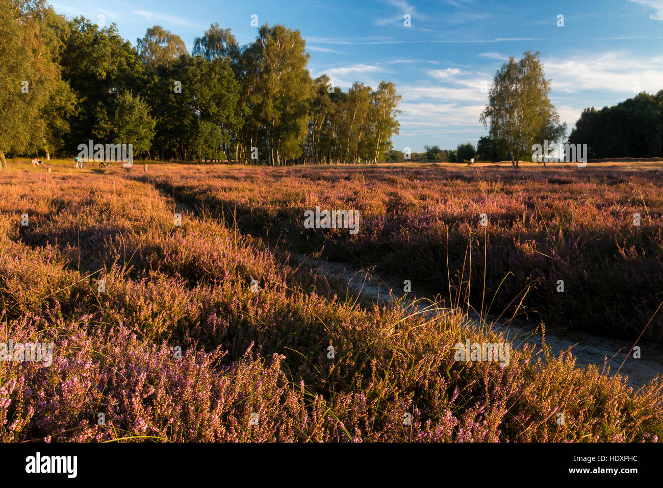 Natur Reservat Boberger Dünen, Hamburg, Deutschland Stockfoto