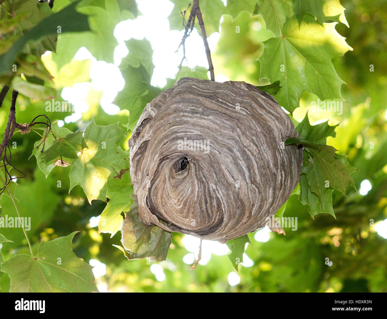 Eine unverhohlene Hornet's Nest Stockfoto