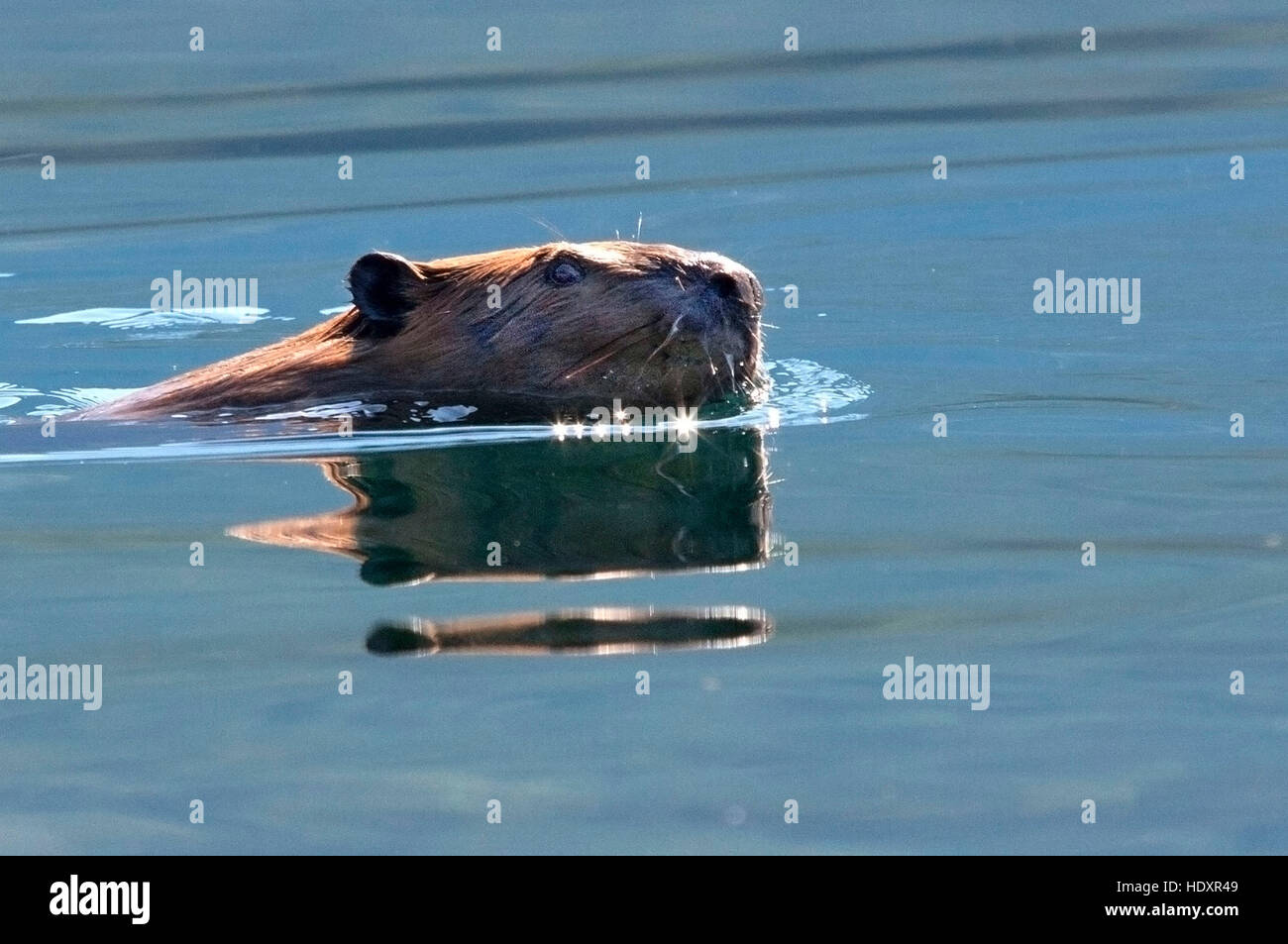 Ein Biber nimmt eine im glitzernden Wasser schwimmen Stockfoto