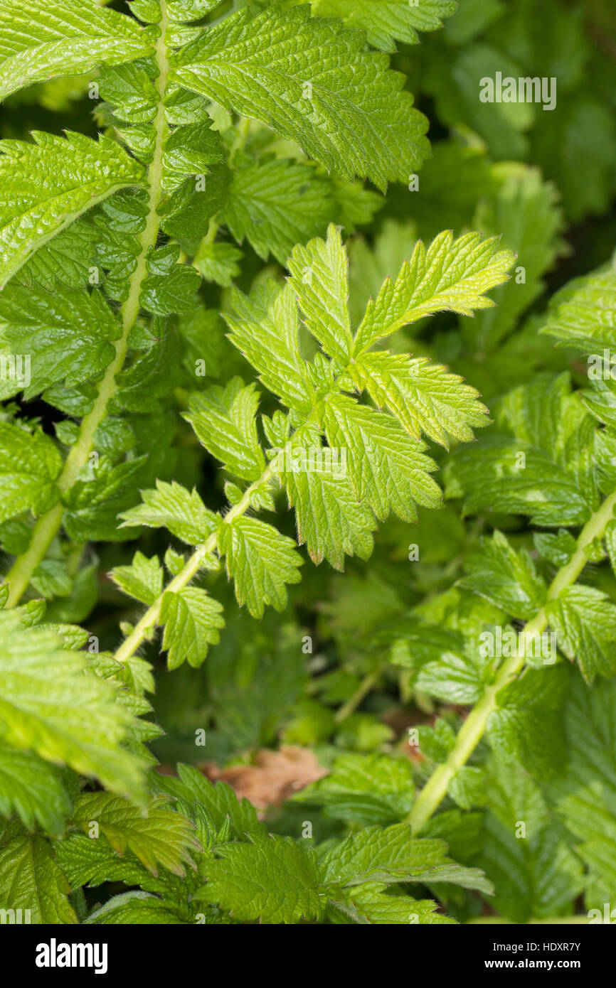 Kleiner Odermennig, Blatt, Blätter Vor der Blüte, Agrimonia Eupatoria, Agrimony, Cocklebur Stockfoto