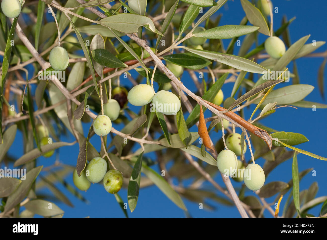 Olivenöl, Oliven, Früchte bin Baum, Ölbaum, Olea Europaea, Olivenbaum, Oliven-Baum Olive Stockfoto
