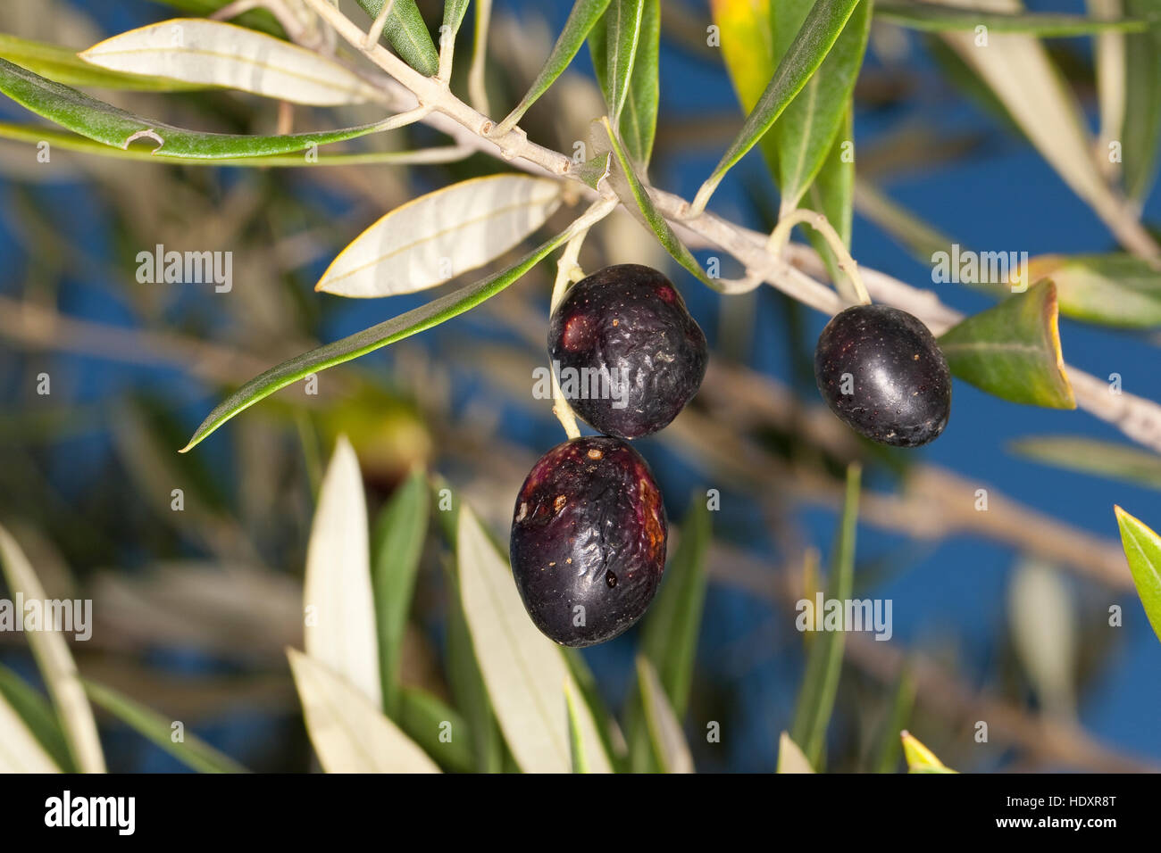 Olivenl, Oliven, Frchte bin Baum, lbaum, Olea Europaea, Olivenbaum,  Oliven-Baum Olive Stockfotografie - Alamy