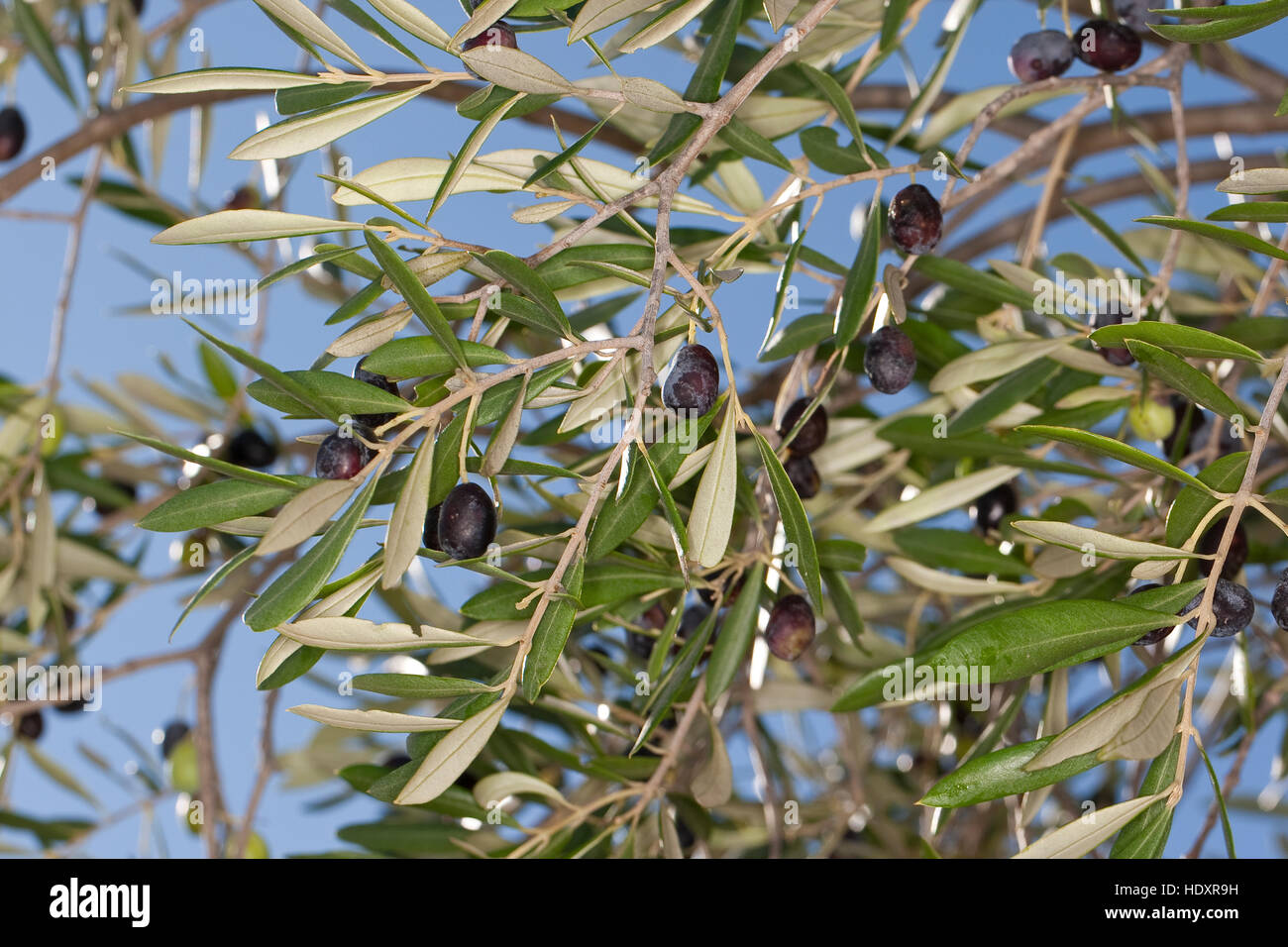 Olivenöl, Oliven, Früchte bin Baum, Ölbaum, Olea Europaea, Olivenbaum, Oliven-Baum Olive Stockfoto