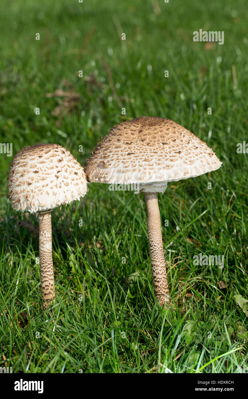 Gemeiner Riesenschirmling Stockfotos Und bilder Kaufen Alamy gemeiner-riesenschirmling-stockfotos-und-bilder-kaufen-alamy