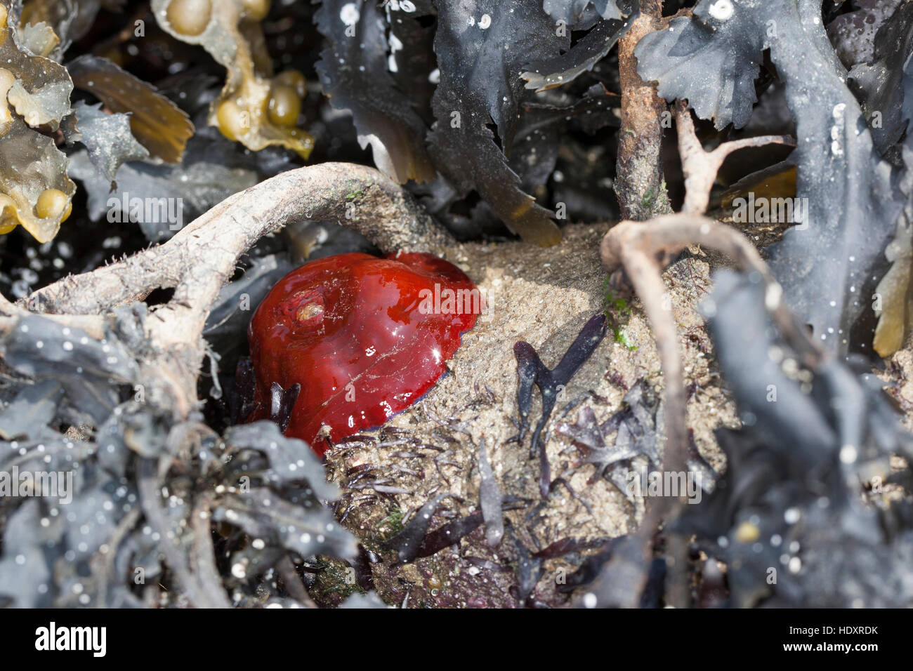 Pferdeaktinie, Pferdesport-Aktinie, Aktinie, Purpurrose, Bei Ebbe, Niedrigwasser Trocken Gefallen, Actinia Equina, Seeanemone, See-Anemone, Anemone Mikrokügelchen Stockfoto