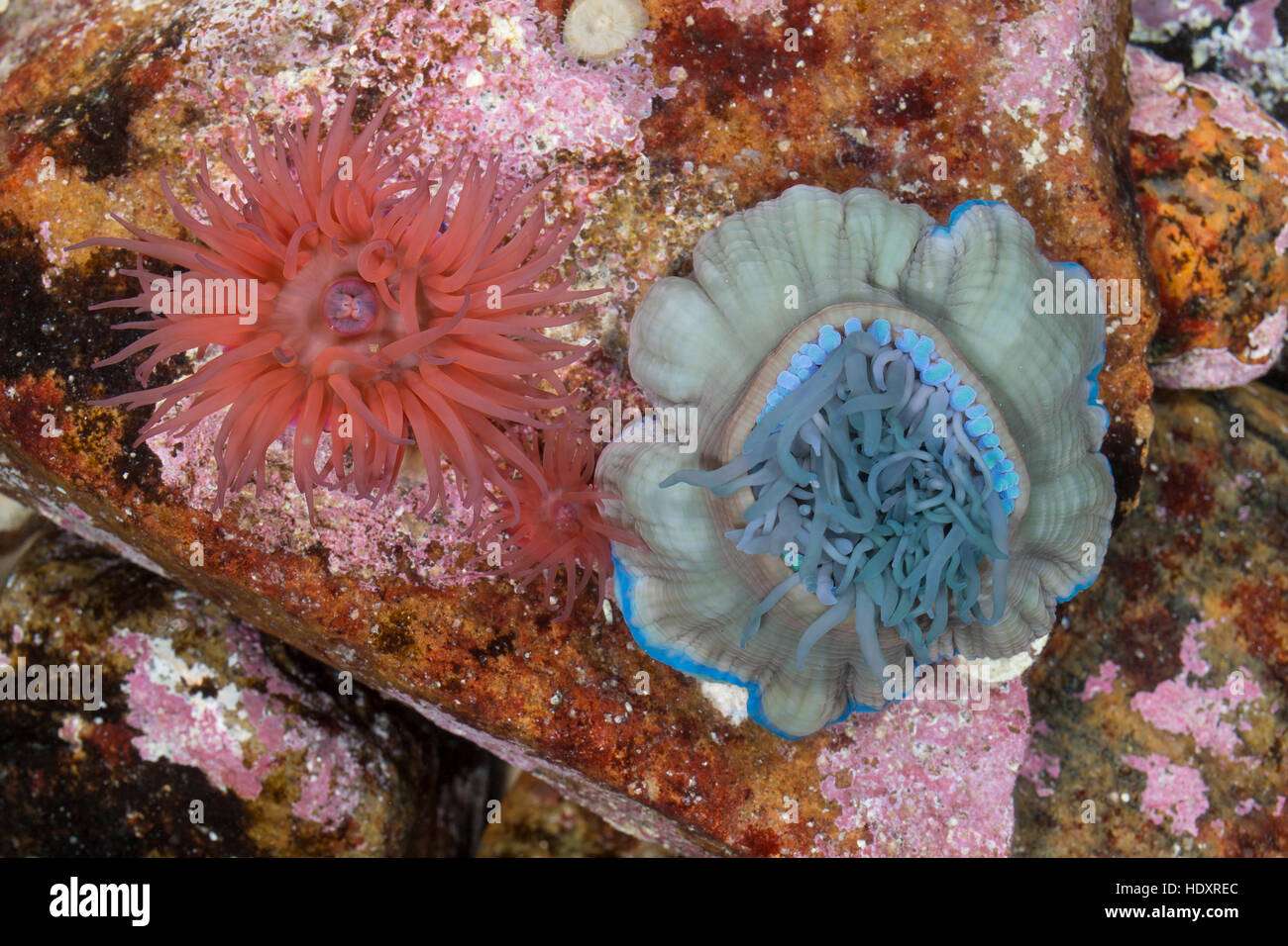 Pferdeaktinie, Gegenspieler Farbvarianten, Pferdesport-Aktinie, Aktinie, Purpurrose, Actinia Equina, Seeanemone, See-Anemone, Anemone Mikrokügelchen, Seeanemone, Stockfoto