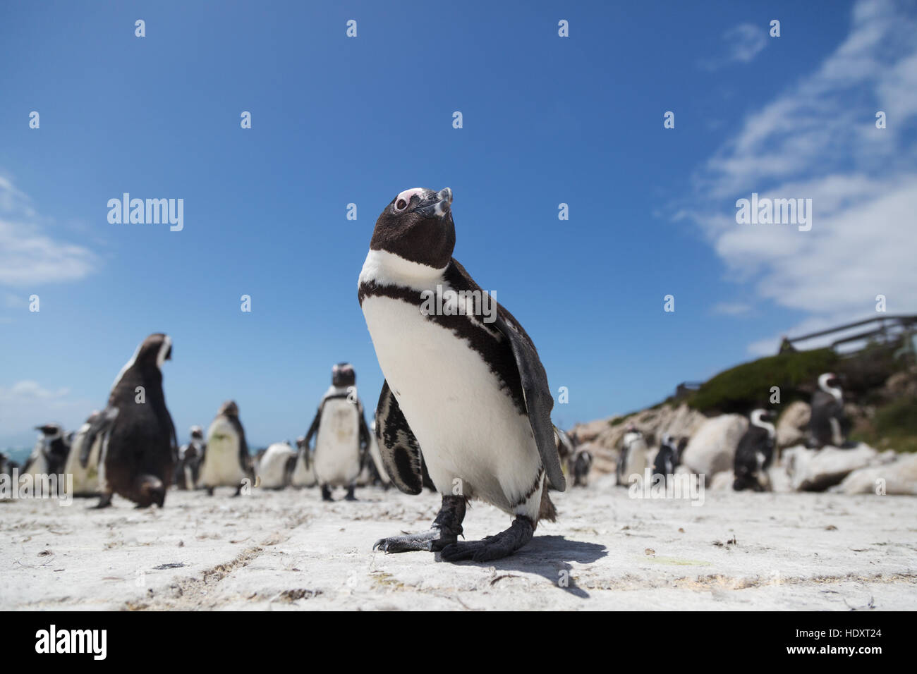 Afrikanische Pinguin (Spheniscus Demersus) Bettys Bay, Western Cape, Südafrika Stockfoto