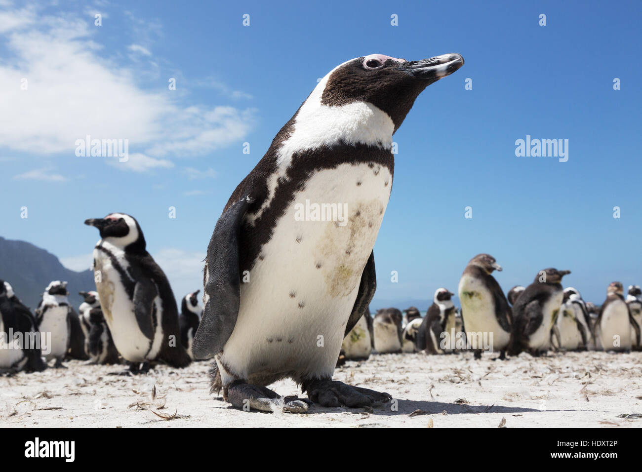 Afrikanische Pinguin (Spheniscus Demersus) Bettys Bay, Western Cape, Südafrika Stockfoto