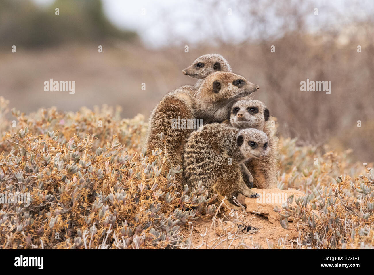 Eine Gruppe von wilden Erdmännchen (Suricata Suricatta) in ein Wirrwarr an ihre Burrow, Oudtshoorn, die Karoo, Südafrika Stockfoto