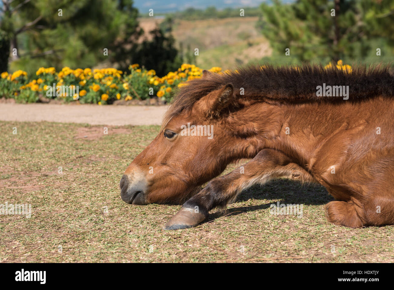 Pferd auf die Natur. Sie schlafen auf dem Boden schauen schönes Porträt Gesicht ein braunen Pferdes Stockfoto