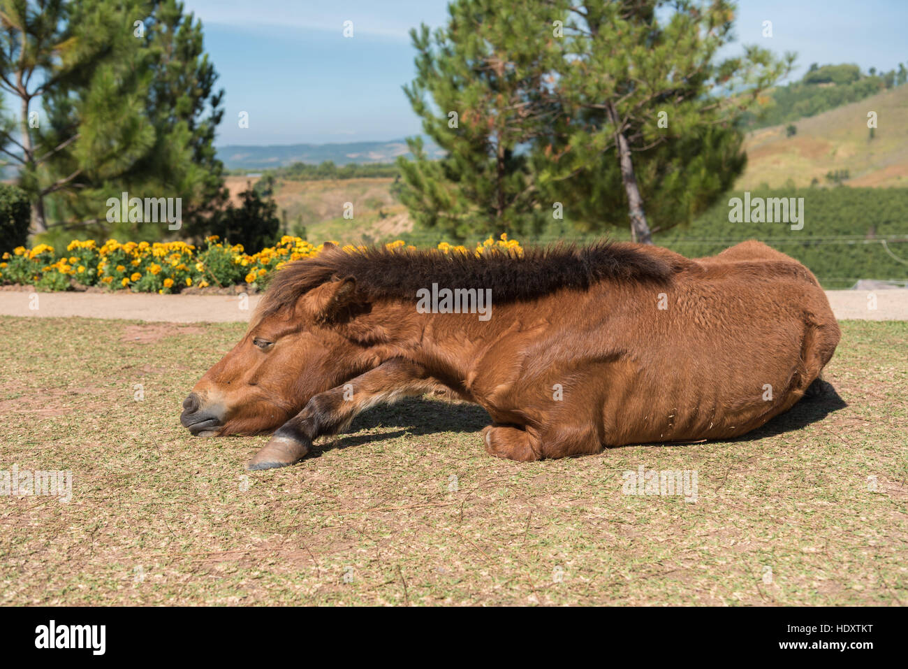 Pferd auf die Natur. Sie schlafen auf dem Boden schauen schönes Porträt Gesicht ein braunen Pferdes Stockfoto
