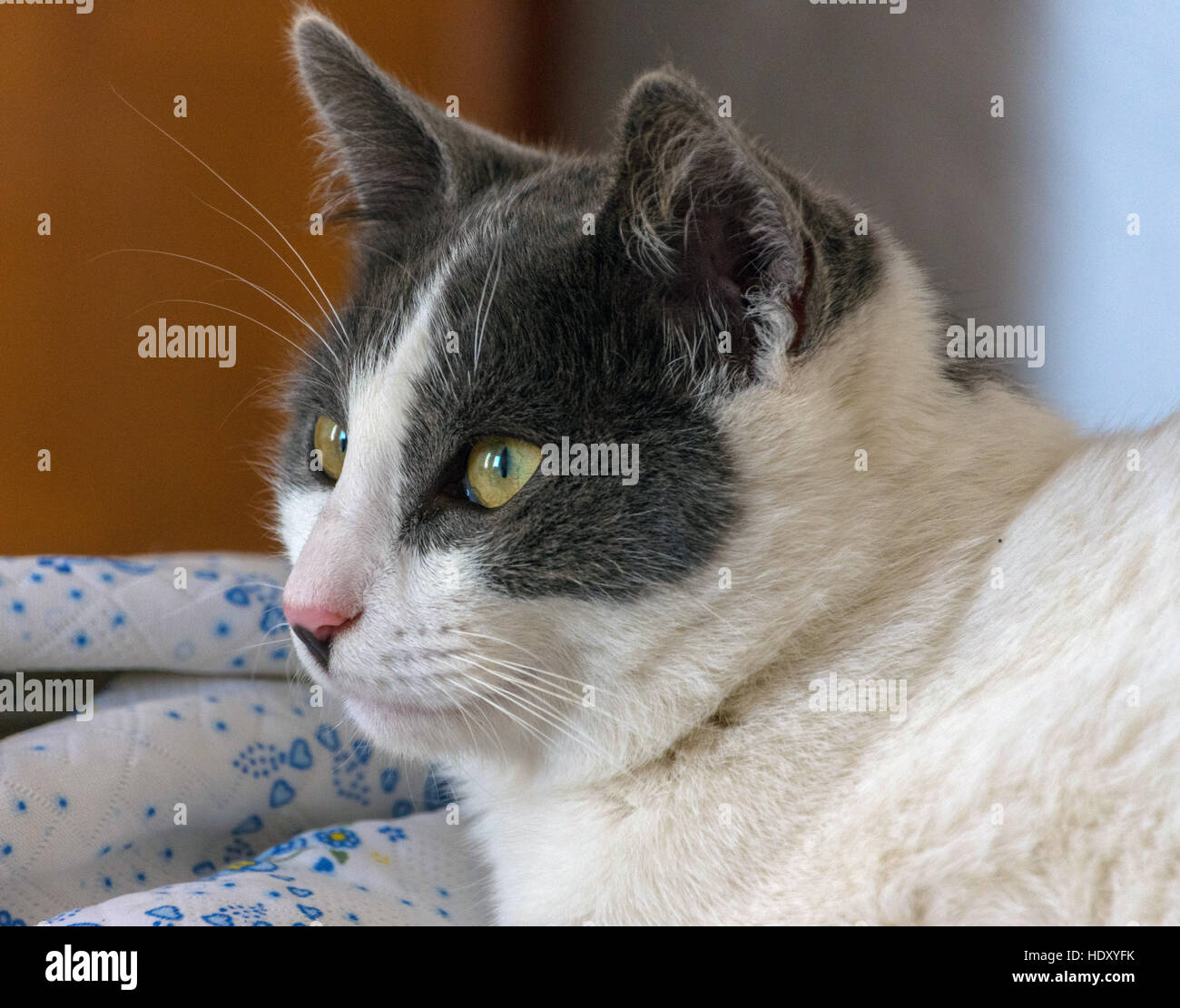Grau-weiße Katze mit gelben Augen Blick in die Kamera Stockfoto