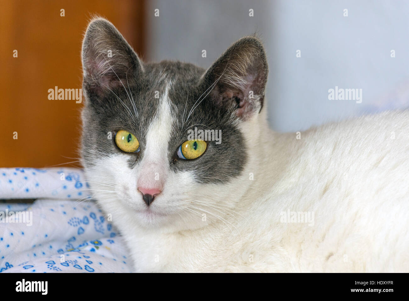 Grau-weiße Katze mit gelben Augen Blick in die Kamera Stockfoto