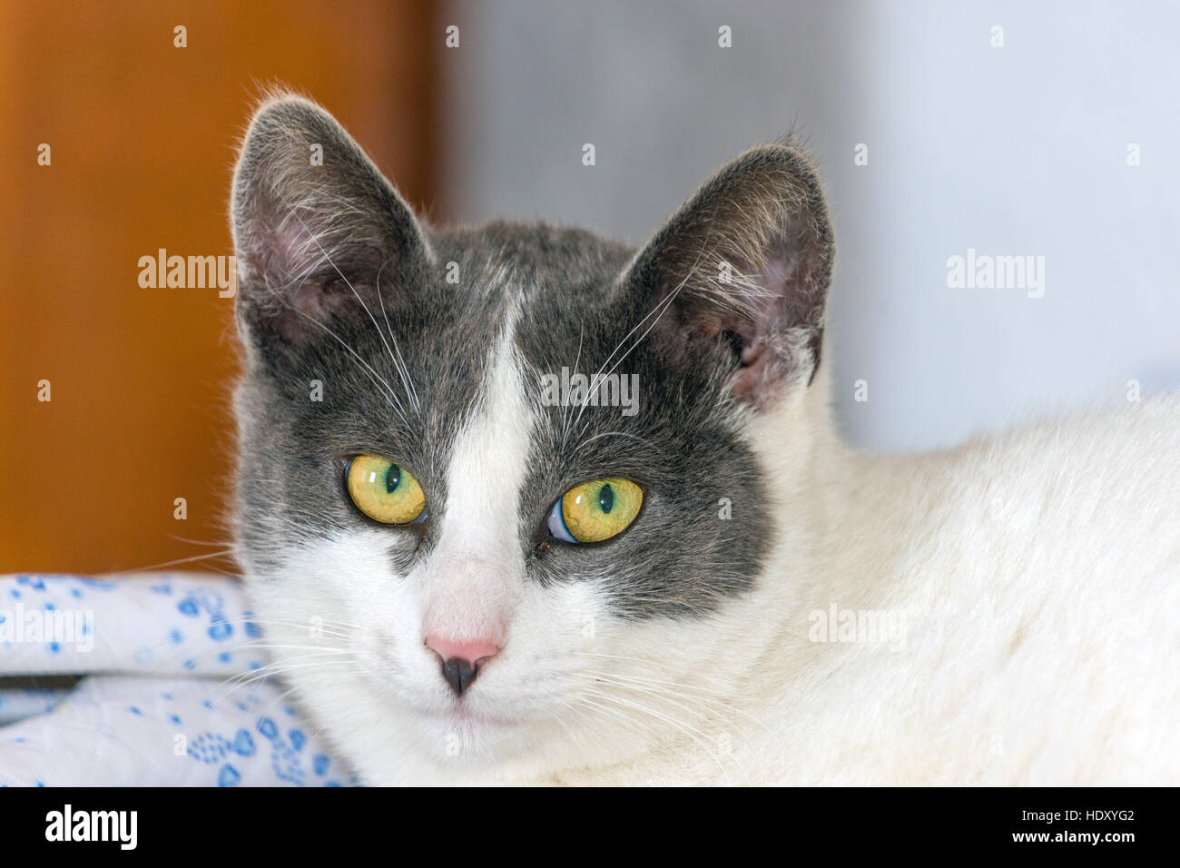 Grau-weiße Katze mit gelben Augen Blick in die Kamera Stockfoto