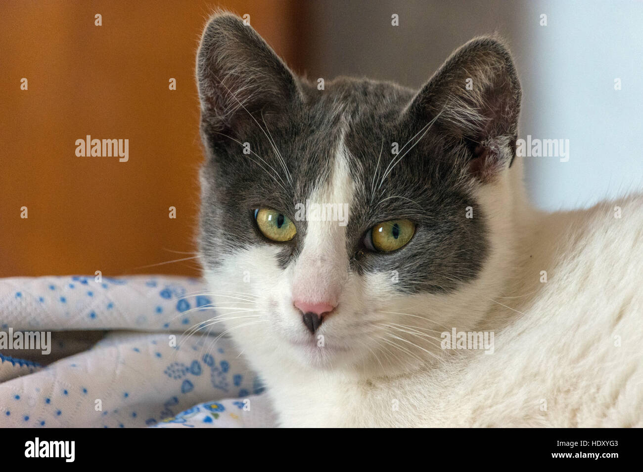 Grau-weiße Katze mit gelben Augen Blick in die Kamera Stockfoto