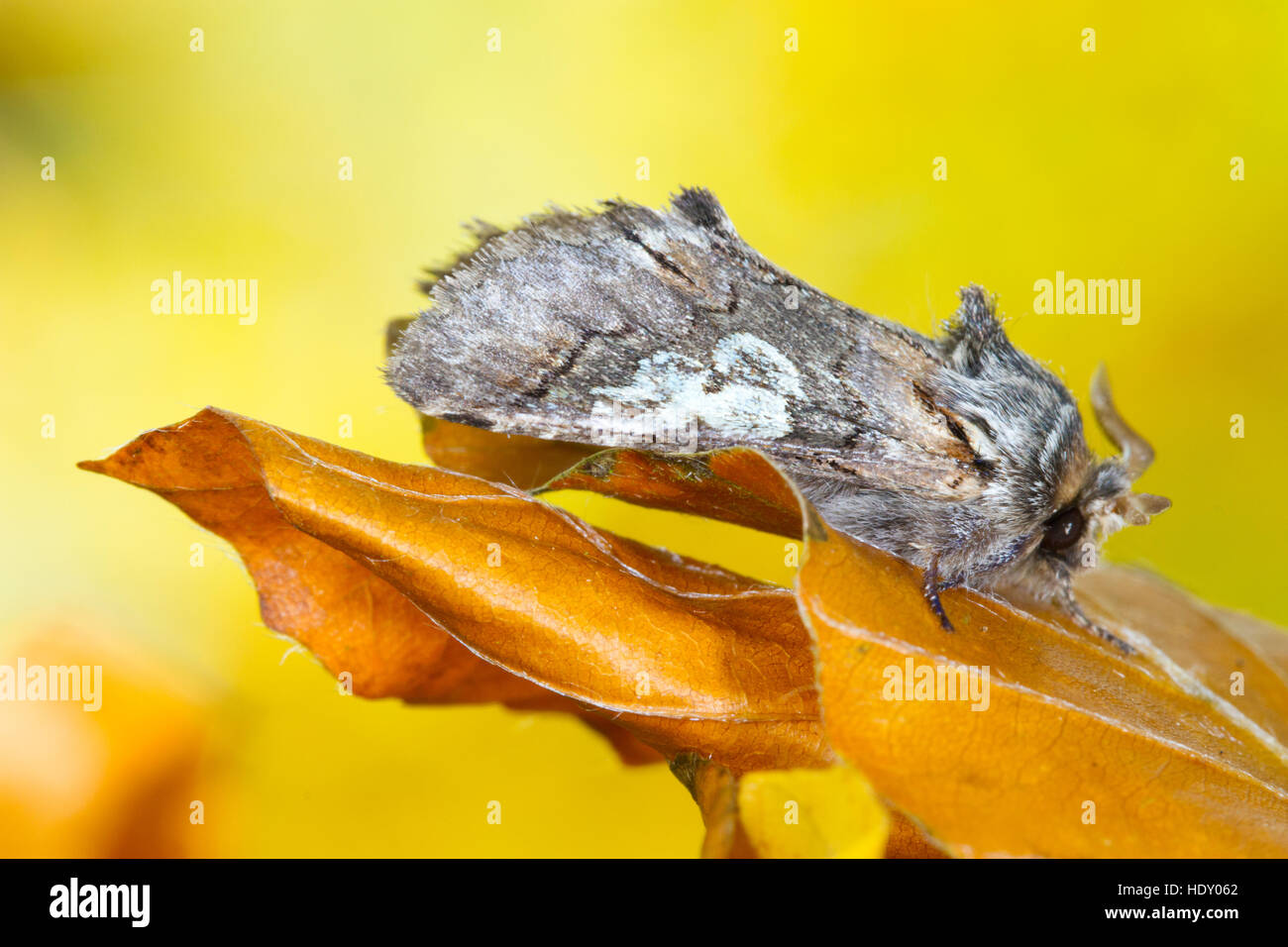Achtknoten (Diloba Caeruleocephala) Erwachsene Motte unter gefallenen Buche ruhen lässt. Powys, Wales. Oktober. Stockfoto