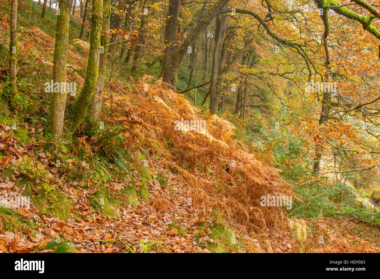 Ansicht der Traubeneiche (Quercus Petraea) Wald im Herbst. Powys, Wales. Oktober. Stockfoto