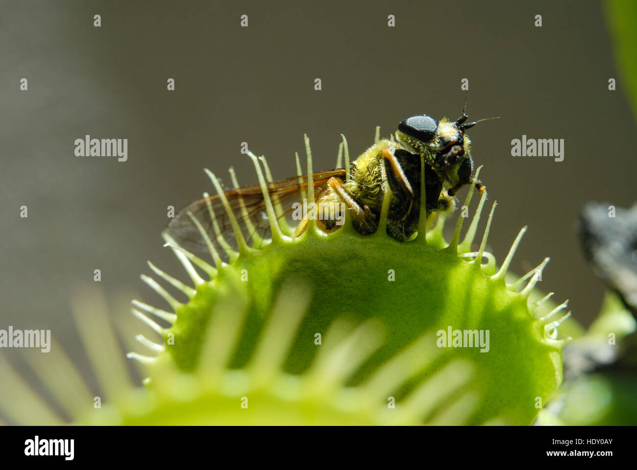 Fliegen ist von fleischfressende Pflanze gefressen. Stockfoto