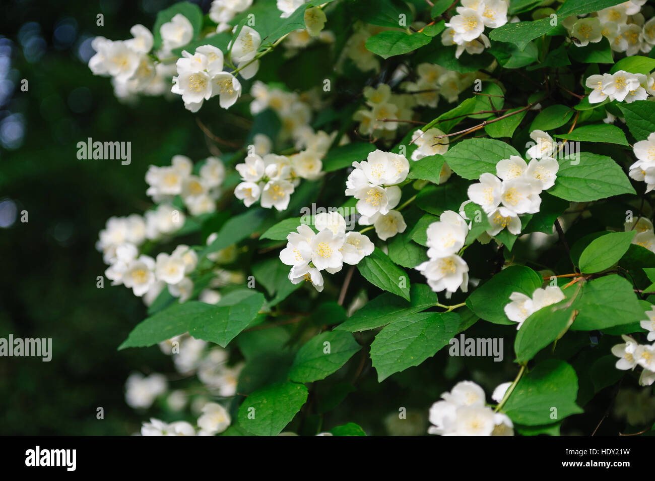 schöne weiße Jasminblüten im Sommerpark Stockfoto