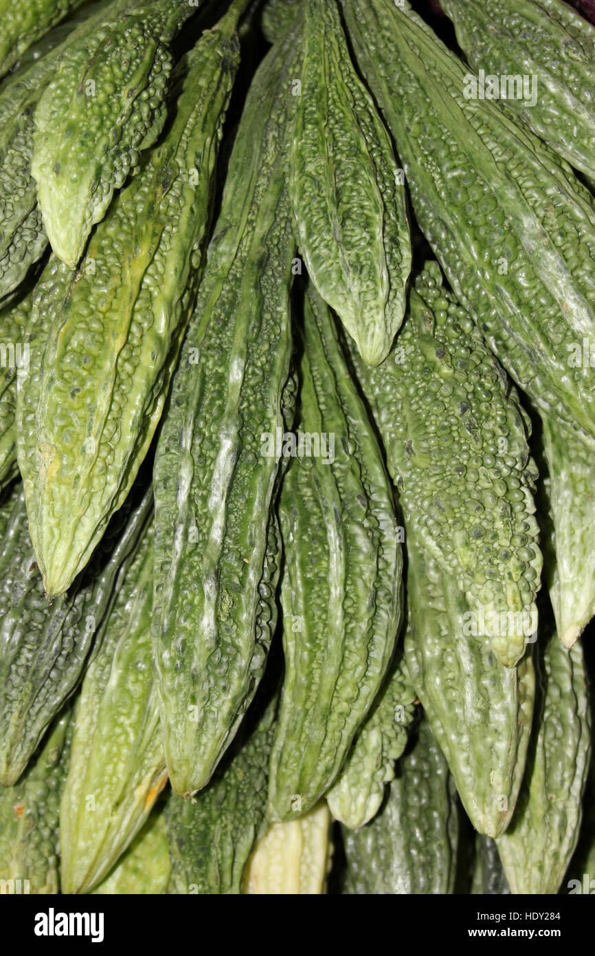 Bittermelone aka Bittermelone, bitterer Kürbis, Karela (Momordica Charantia) Stockfoto