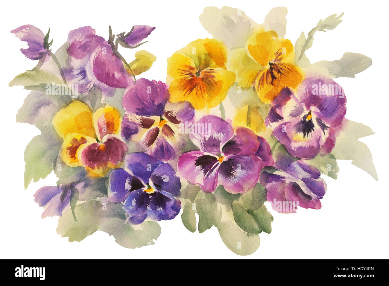 Bouquet von Bratschen Aquarell isoliert Stockfoto