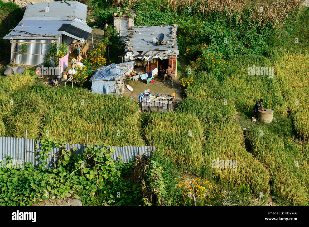 NEPAL-Kathmandu, Zinn Schuppen Hütte und Reisfelder im Vorort / Blechhuette Und Reisfelder in Einem Vorort Stockfoto
