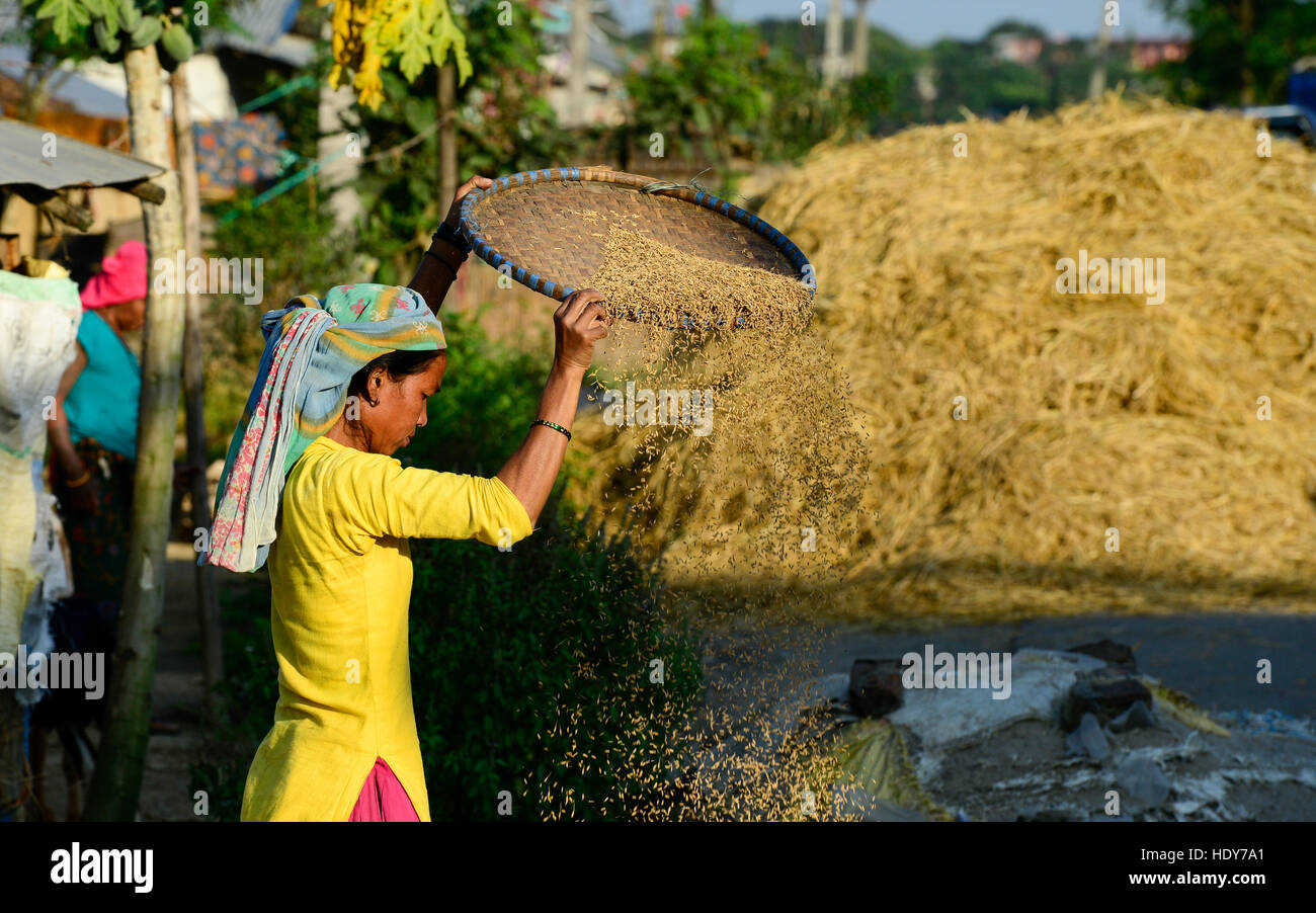 NEPAL, Terai, Sauraha, dem Terai ist die Kornkammer der Reis-Anbau, Ernte, Frau Worfeln Paddy, die Spreu vom Korn zu trennen / NEPAL, Terai, Sauraha, Das Terai ist die Kornkammer Nepals, Reisernte, Frau Trennt sterben dort Vom Reiskorn Stockfoto