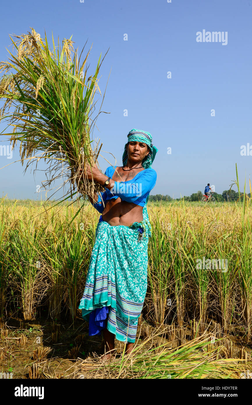 NEPAL, Terai, Dorf Kolhuwa, das Terai ist die Kornkammer des Landes, Reisanbau, Frauen ernten Reis mit Sichel / NEPAL, Terai, Dorf Kolhuwa, Das Terai ist die Kornkammer Nepals, Frauen Ernten Reis pro Hand Mit der Sichel Stockfoto