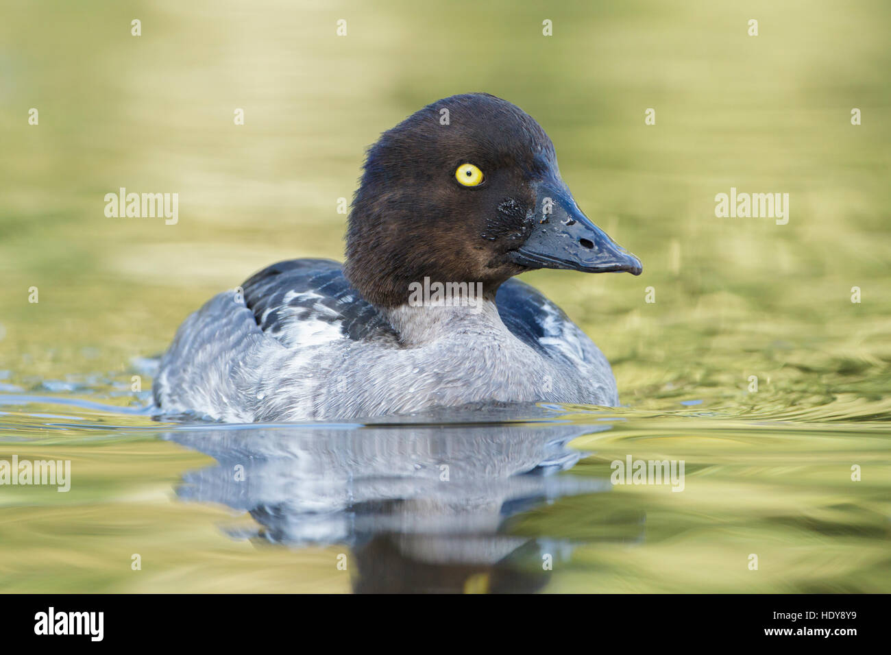 Gemeinsamen Goldeneye (Bucephala Clangula) erwachsenes Weibchen, auf dem Wasser, Lancashire, England, Oktober Stockfoto