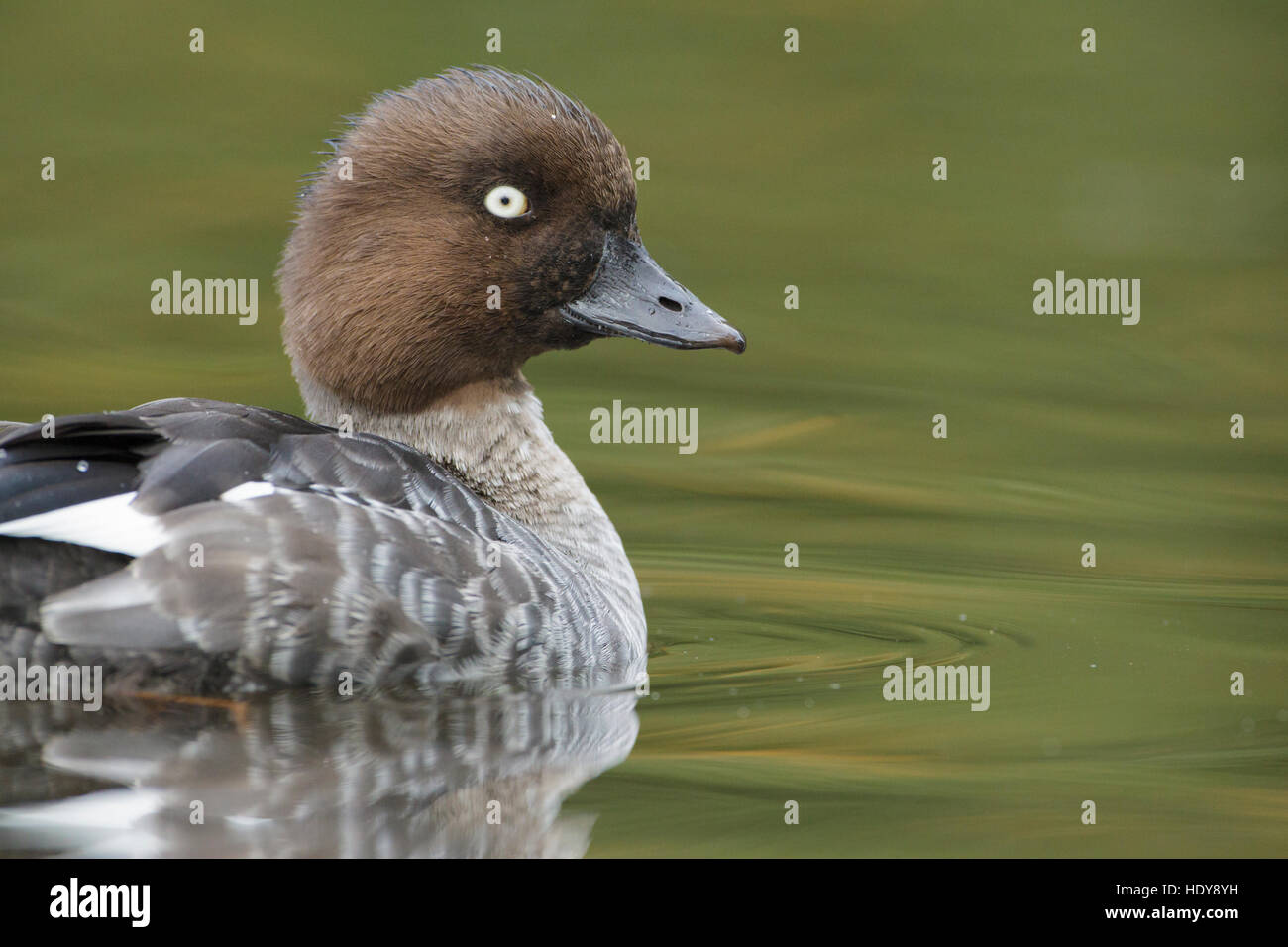 Gemeinsamen Goldeneye (Bucephala Clangula) erwachsenes Weibchen, auf dem Wasser, Lancashire, England, Oktober Stockfoto