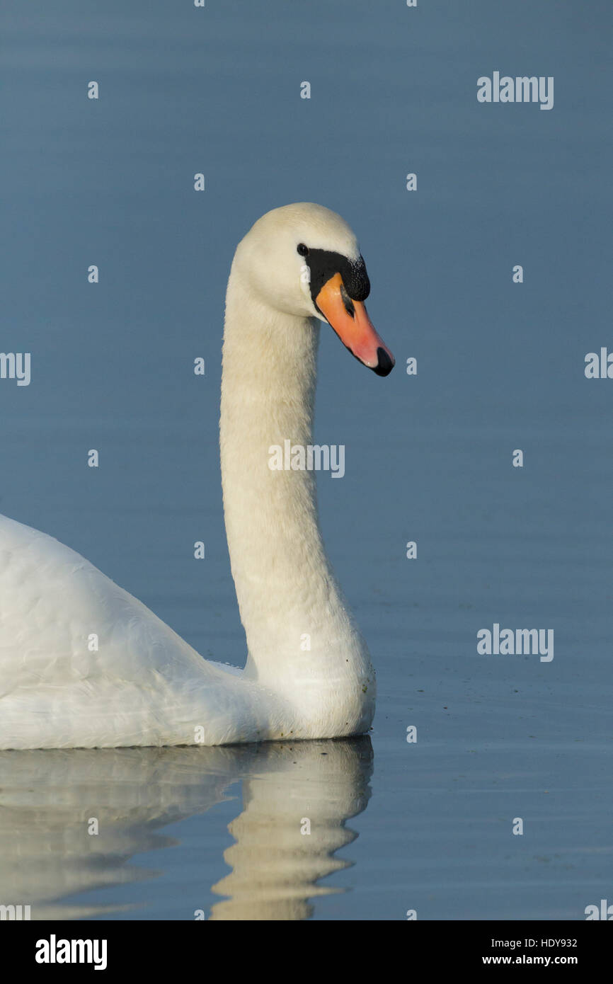 Höckerschwan (Cygnus Olor) Erwachsenen, Schwimmen am See, West Yorkshire, England, November Stockfoto