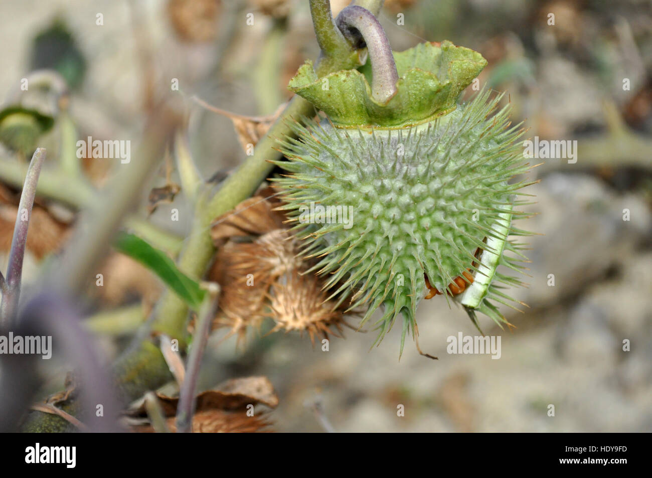 Kapsel Stramonium Samen Stockfoto