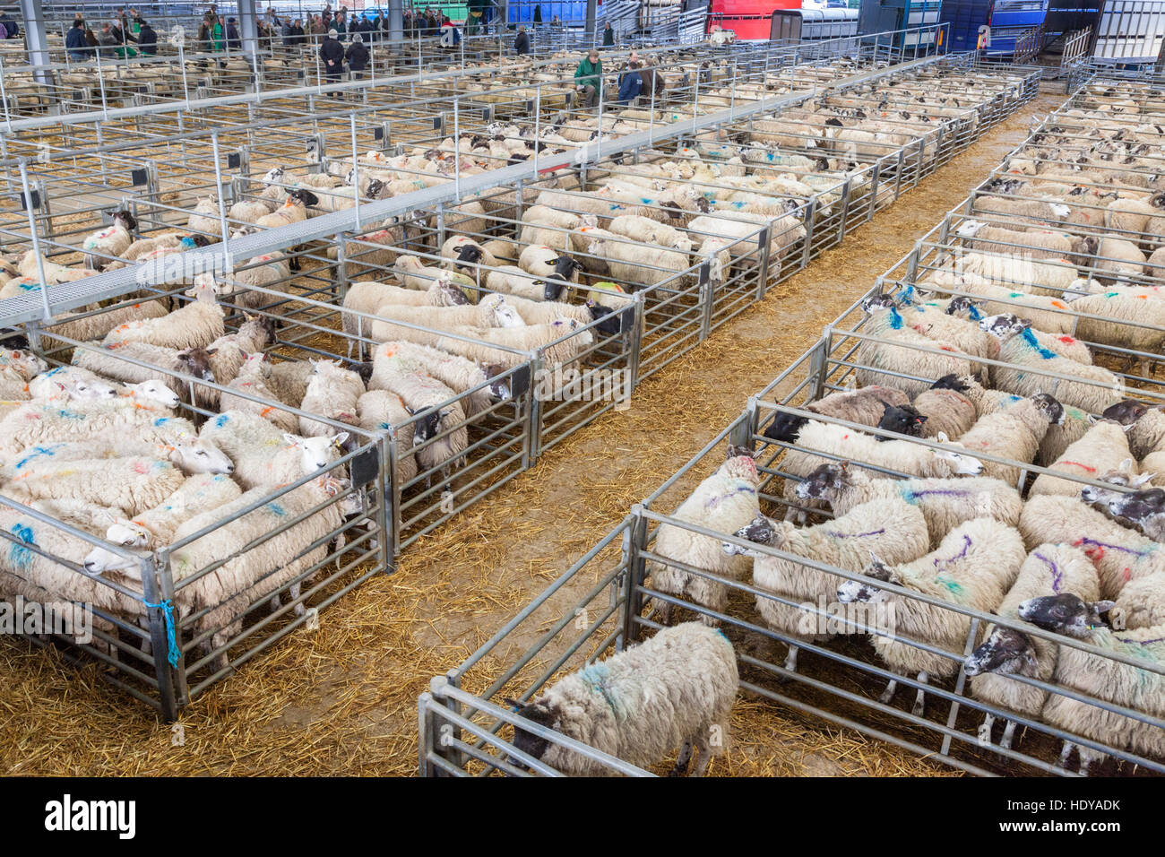 Schaf-Markt, Melton Mowbray, Leicestershire, England, UK Stockfoto