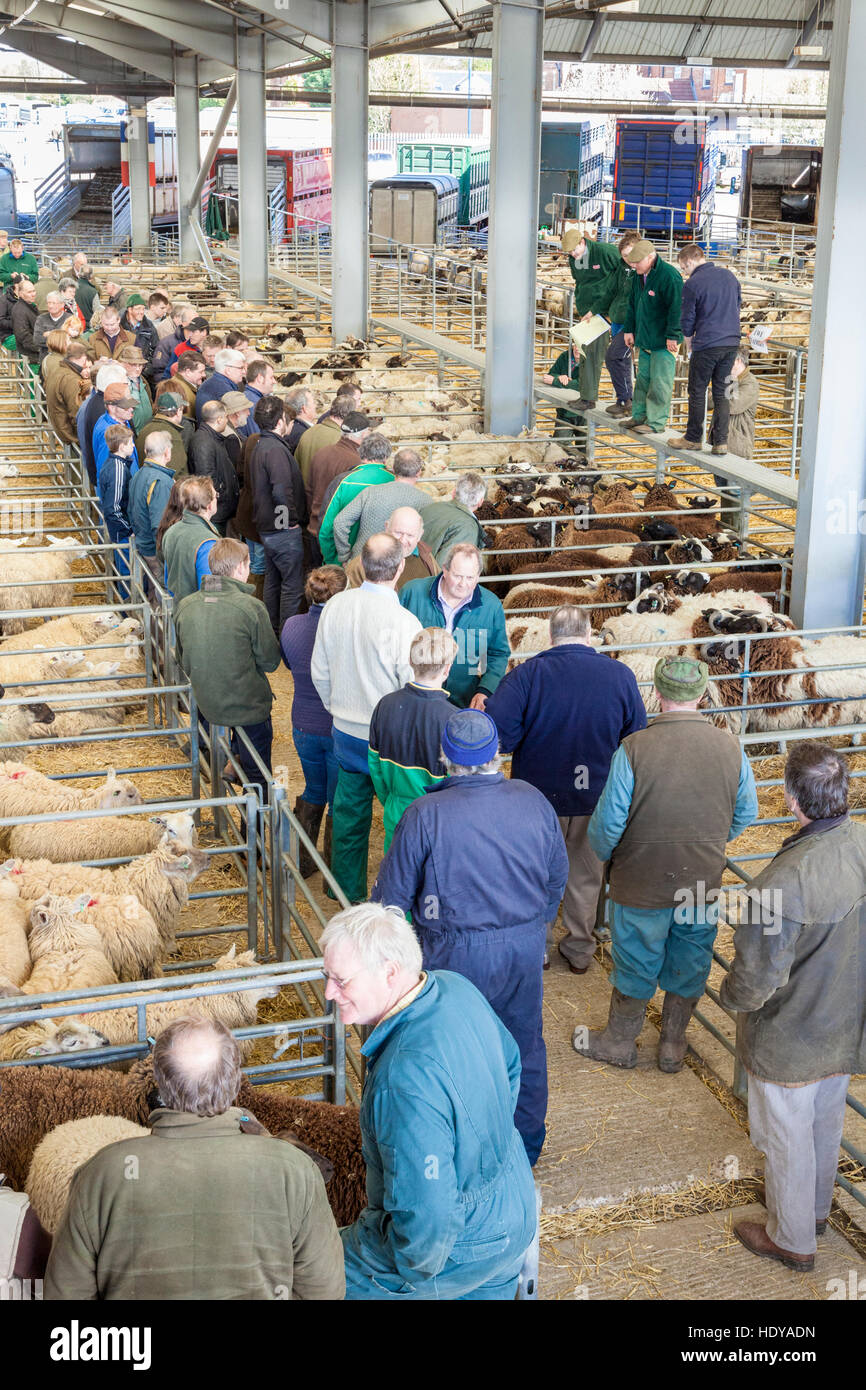 Vieh Verkäufe und Auktionen. Landwirte und auktionatoren an der Schafe Auktion bei Melton Mowbray Markt, Leicestershire, England, Großbritannien Stockfoto