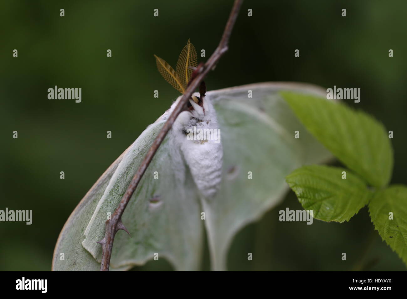 Männliche Luna Moth [Actias Luna]. Pennsylvania, USA Stockfoto