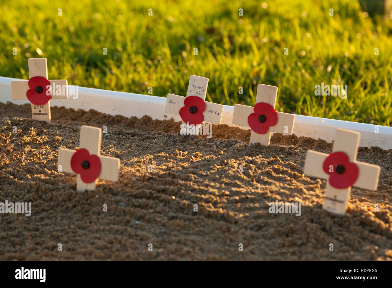 Tag der Erinnerung poppys, Ashford, Kent, Großbritannien Stockfoto