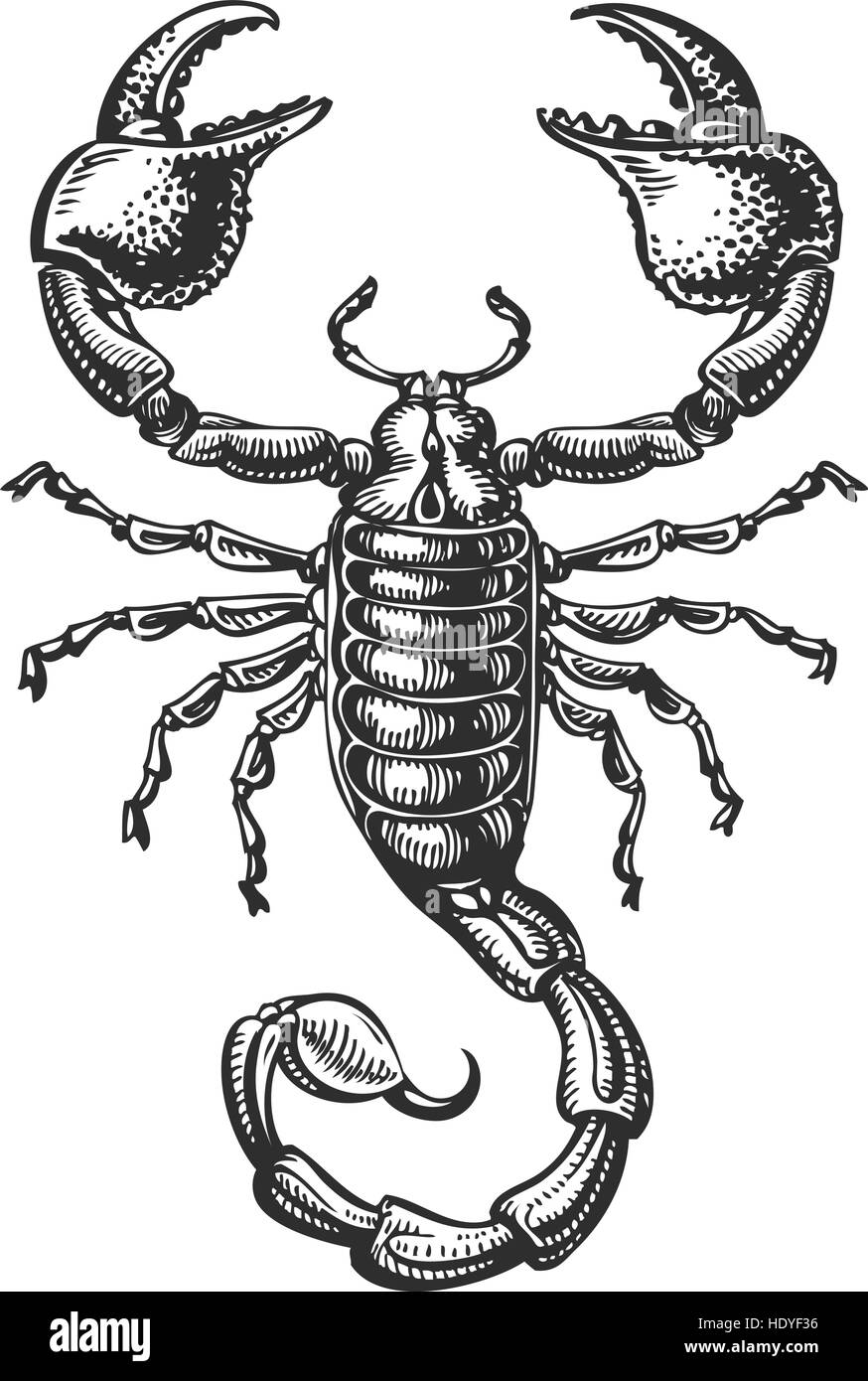 Hand gezeichnete Skizze des Skorpions. Tattoo Tier. Vektor-illustration Stock Vektor