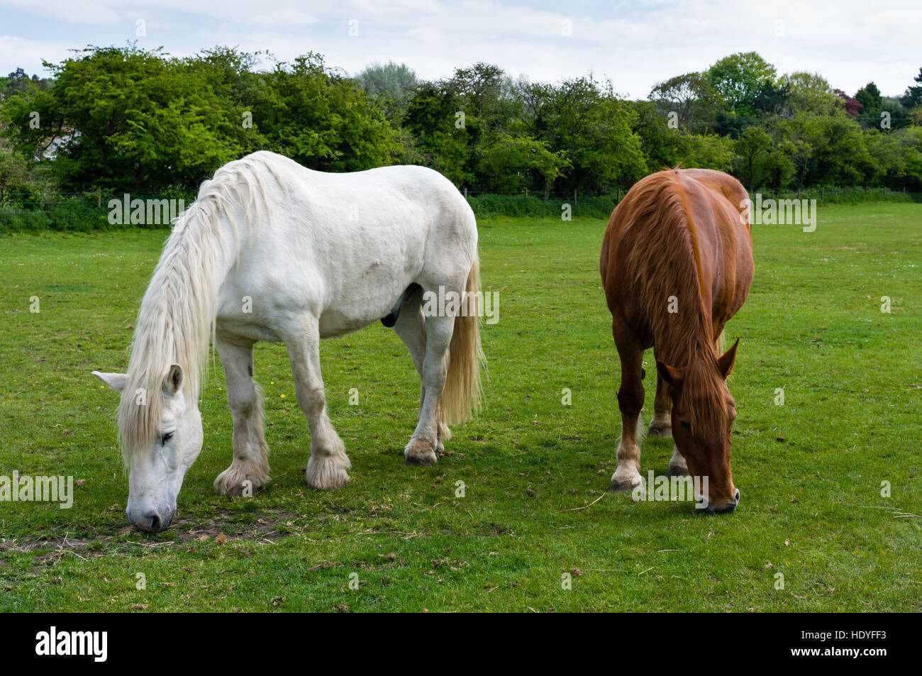 Zwei Pferde grasen auf einem Feld zusammen in Norfolk, England, Großbritannien. Stockfoto