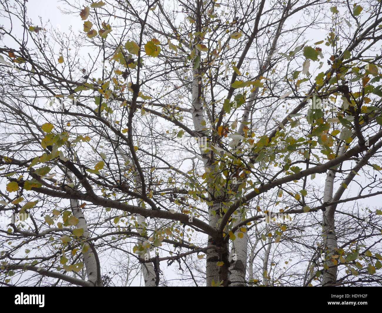 Äste im Herbst Stockfoto