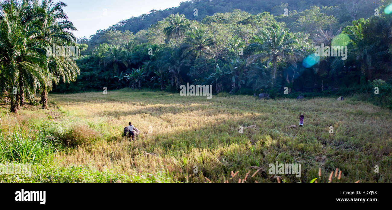 Reisfeld im Regenwald von Sierra Leone Stockfoto