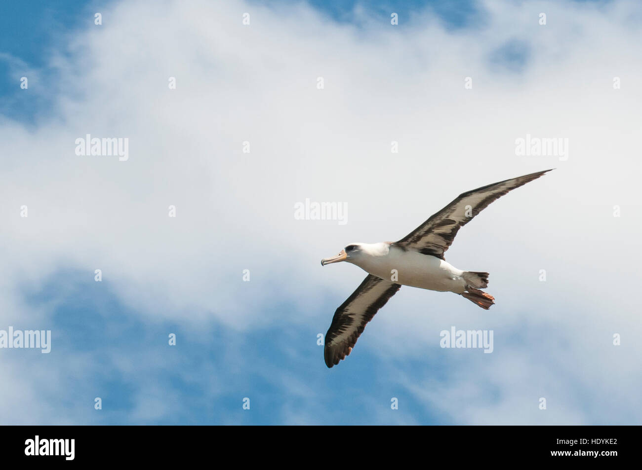 Laysan Albatros (Phoebastria Immutabilis) Kilauea Point National Wildlife Refuge, Kauai, Hawaii. Stockfoto