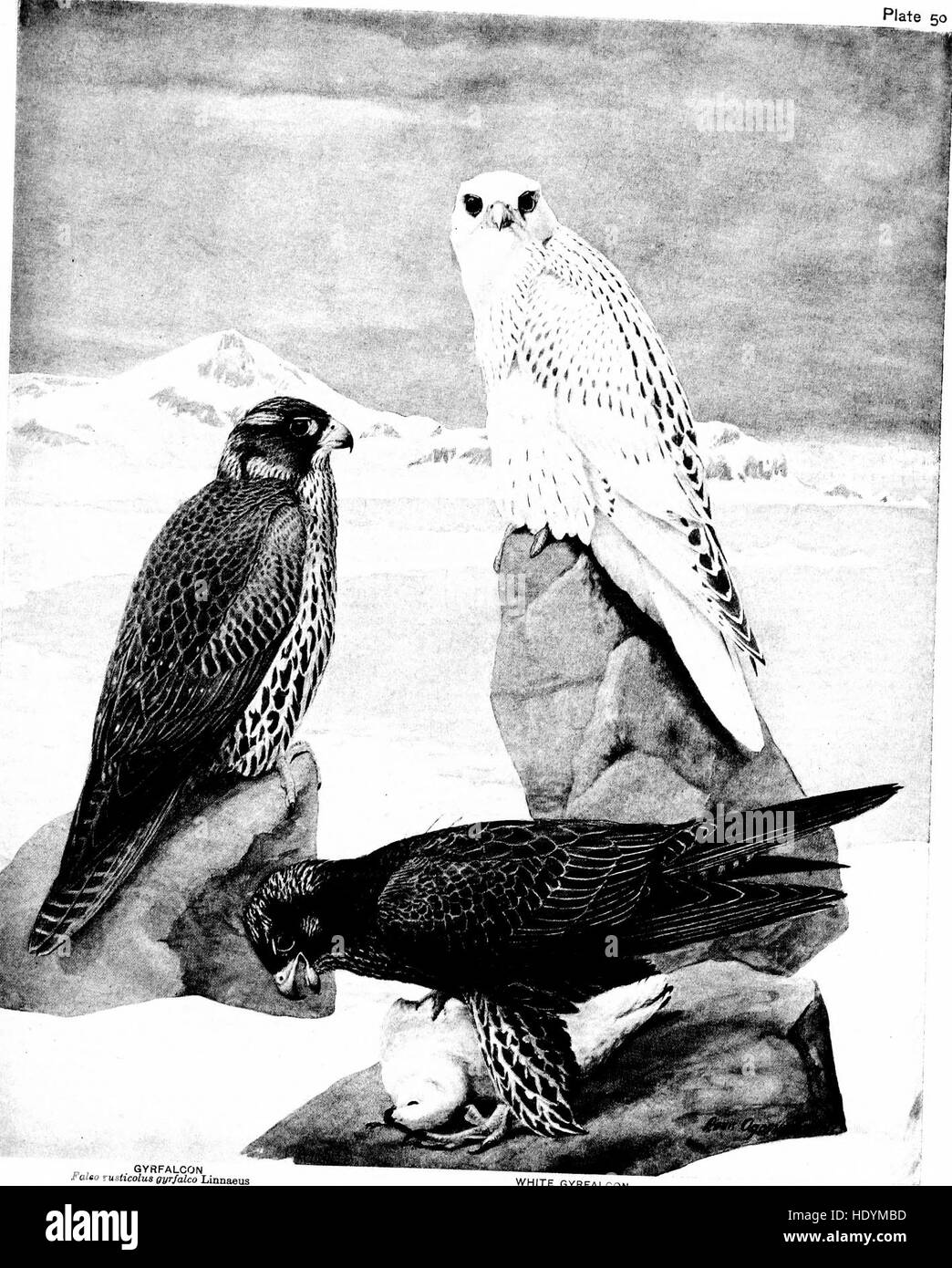 Birds of New York (1910) Stockfoto