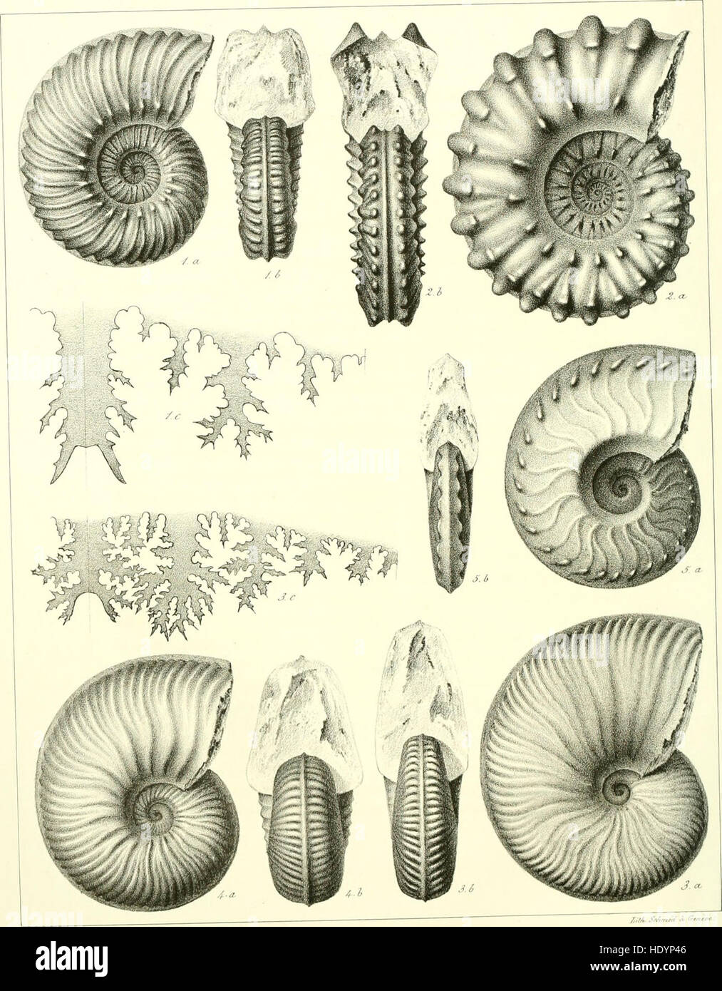 Memoires De La SociC3A9tC3A9 de Physique et d ' histoire Naturelle de GenC3A8ve (1846) Stockfoto