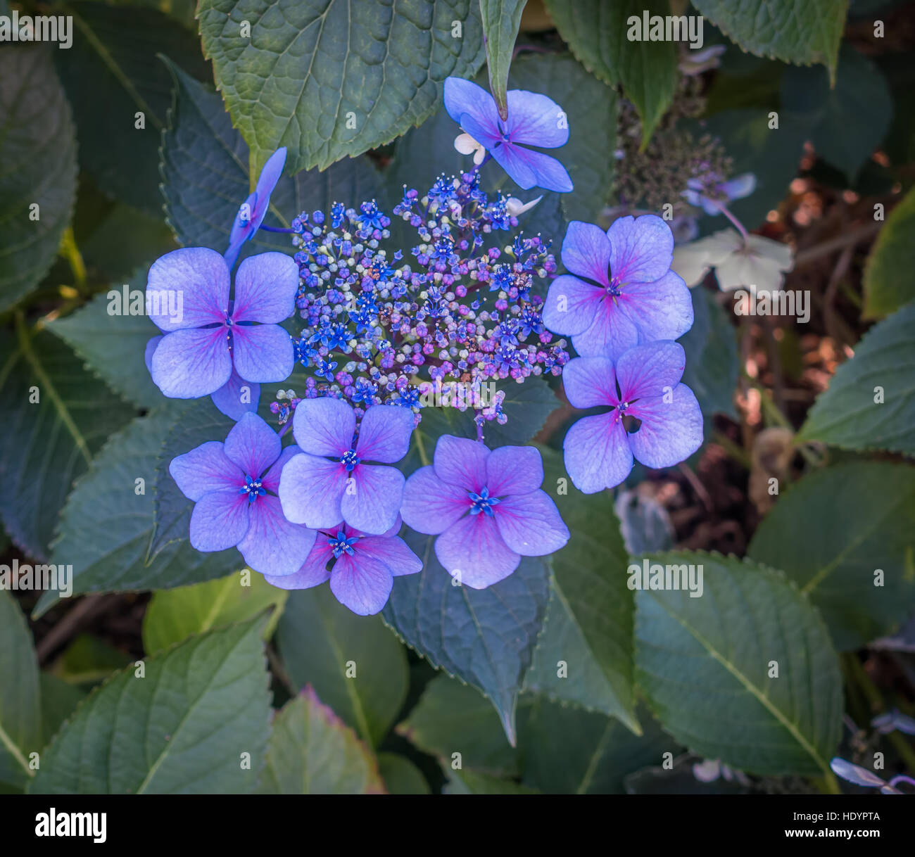 Makroaufnahme der blauen Blumen. Stockfoto