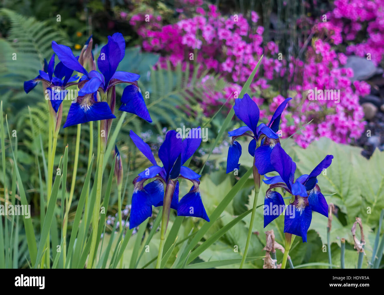 Eine Nahaufnahme Schuss von dunkel blaue Iris Blumen. Stockfoto