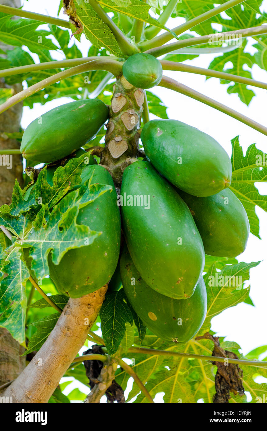 Papaya (Carica Papaya), Dole Plantation, Wahiawa, Oahu, Hawaii. Stockfoto