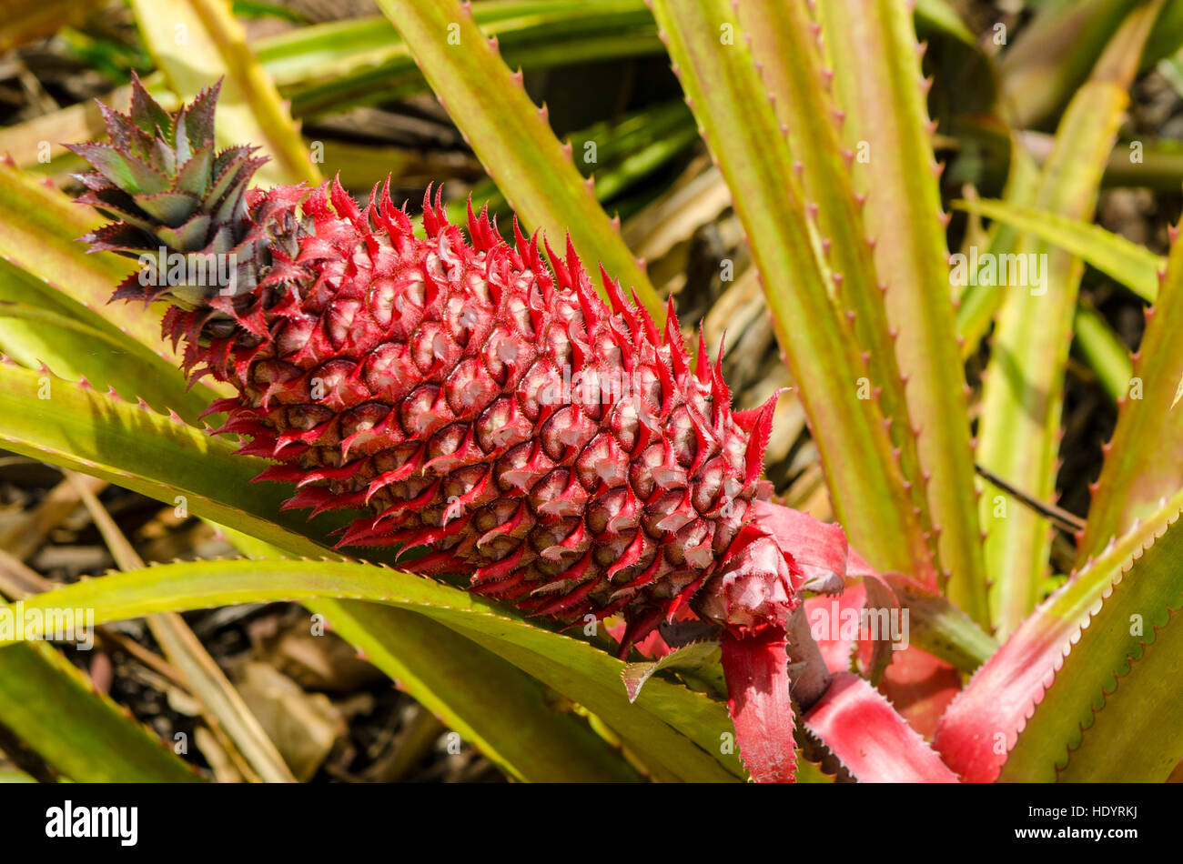 Ananas Pflanzen Dole Plantation, Wahiawa, Oahu, Hawaii Stockfotografie