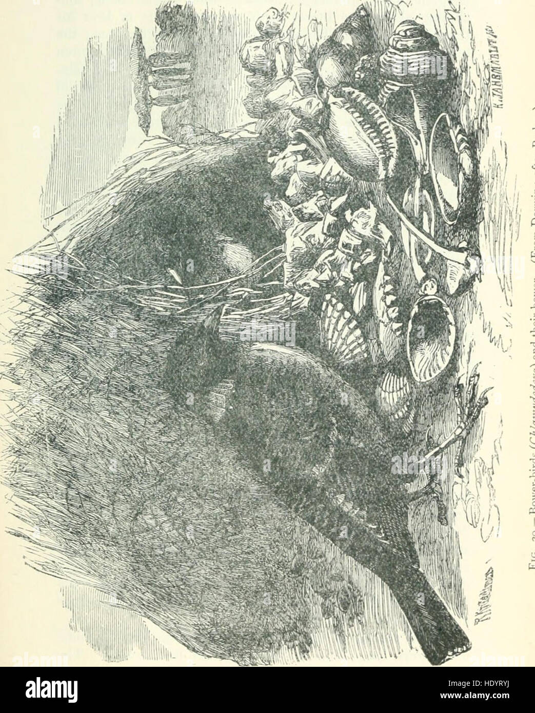 Die Studie des tierischen Lebens (1906) Stockfoto