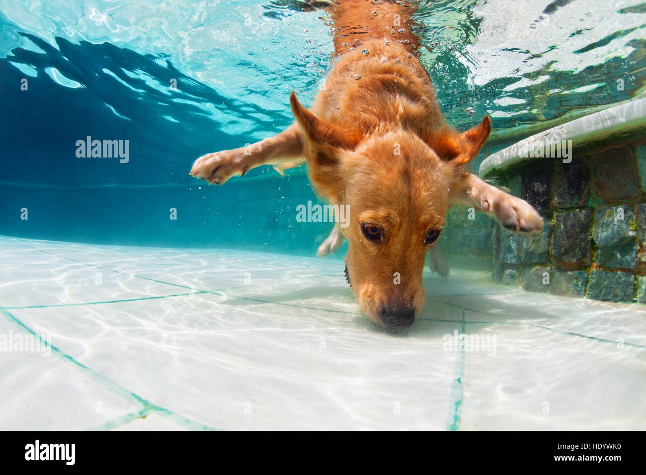 Unterwasser lustiges Foto von golden Labrador Retriever Hund im Schwimmbad Spiel mit Spaß - springen, tauchen tief nach unten. Stockfoto