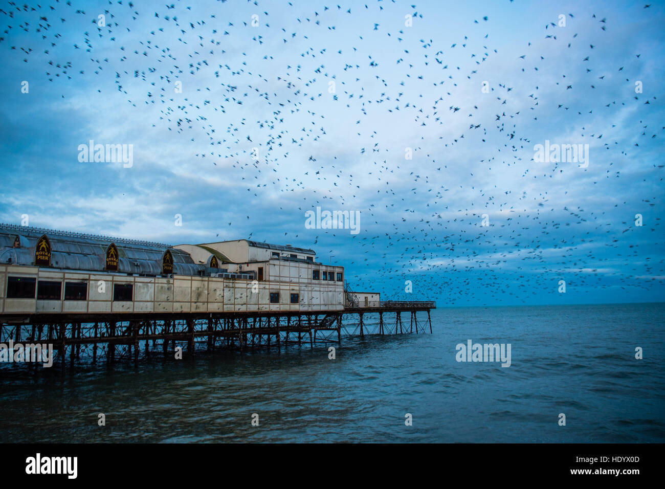 Aberystwyth Wales UK, Donnerstag, 15. Dezember 2016 UK Wetter: an der ersten Ampel an einem kalten Dezembermorgen, Tausende von winzigen Stare ausbrechen aus ihrer Übernachtung Quartier unter Aberystwyth Pier ausfliegen zu ihren Futterplätzen in die Felder und Wälder in die Landschaft rund um die Stadt Foto Credit: Keith Morris / Alamy Live News Stockfoto